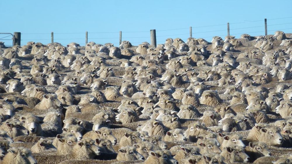 La Nouvelle-Zélande produit à elle seule la moitié des moutons de la planète. En revanche, le ratio, dans les années 1980, de 20 moutons par habitant n’a plus cours : il faut désormais en compter 8 par habitant (ainsi qu’une moyenne 1 000 têtes par troupeau). © Valérie Scarlakens